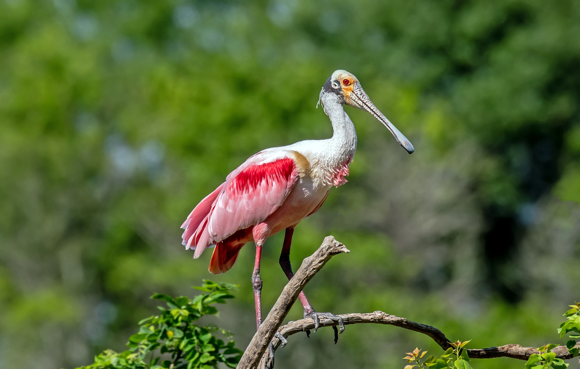 Roseate Spoonbill.png
