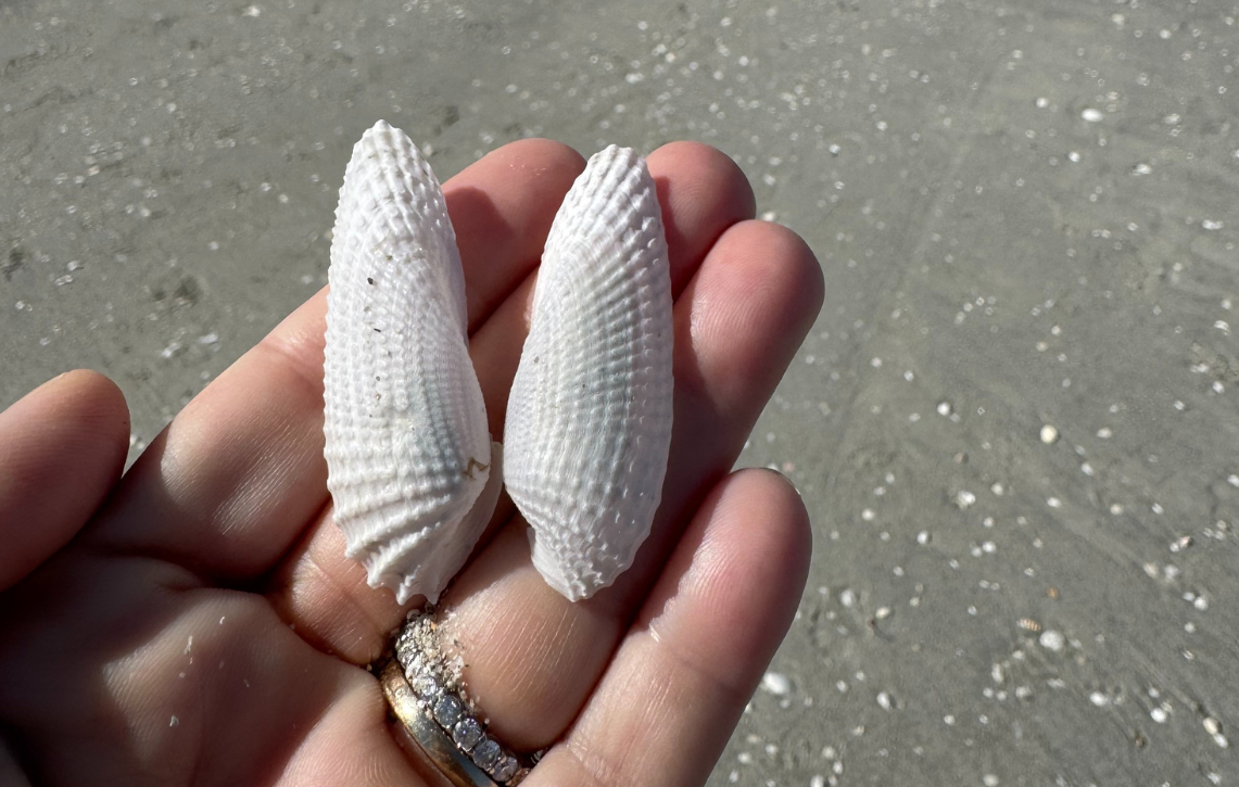 Angel Wing Shells Sanibel.png