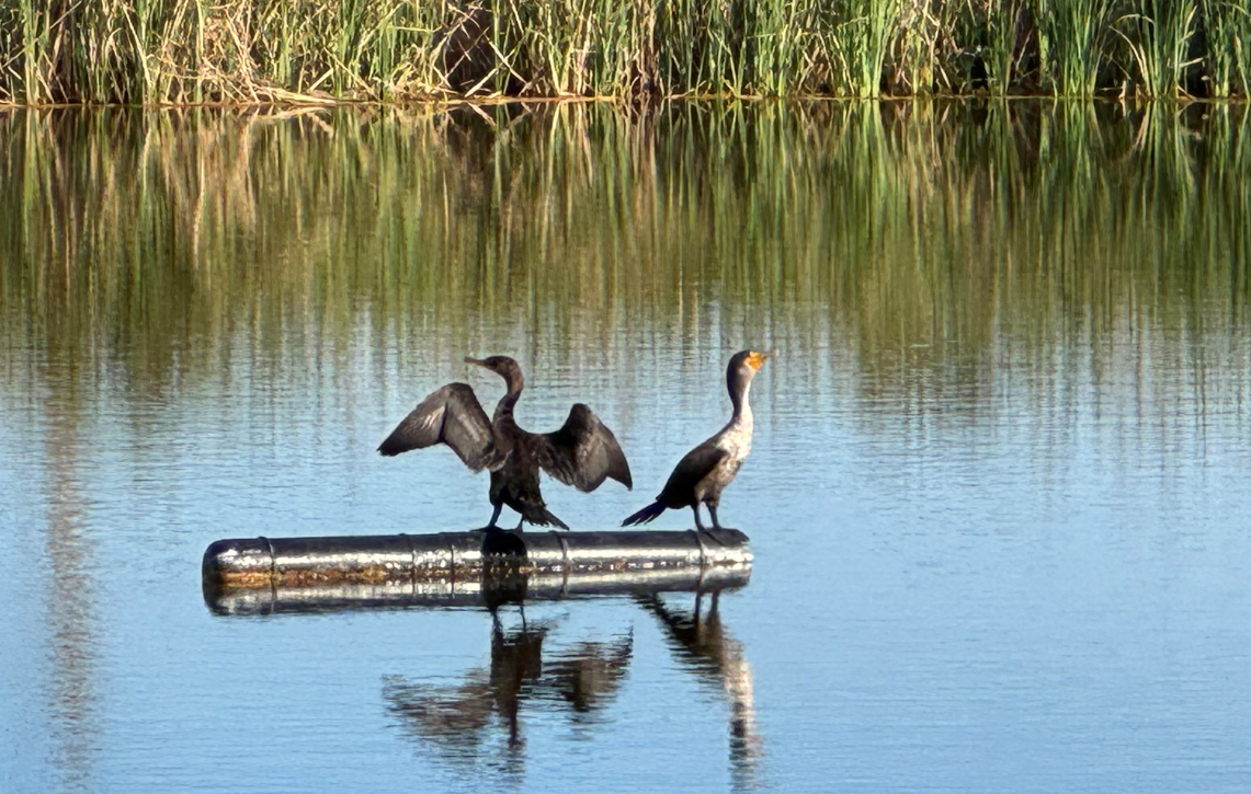 Pond Apple Trail Sanibel.png