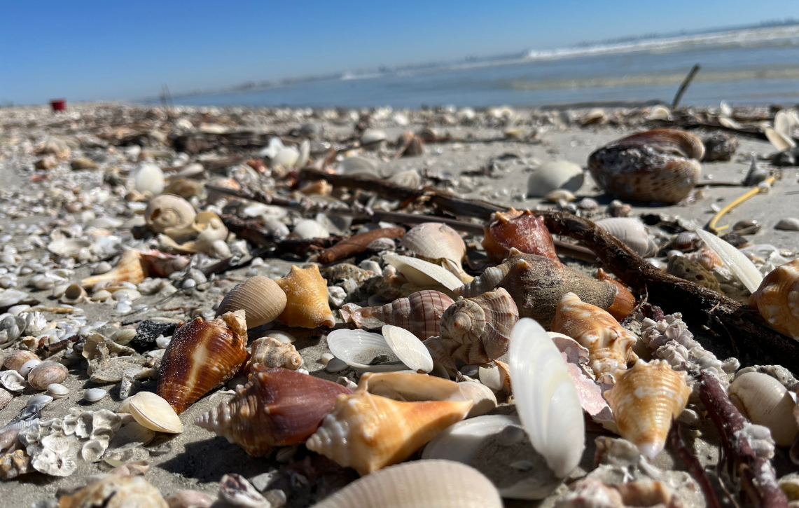 Shells on Sanibel Beach.png