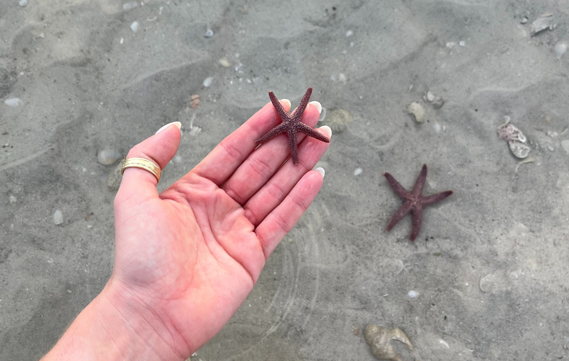 Starfish Sanibel Lowtide.png